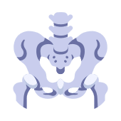 Pelvis